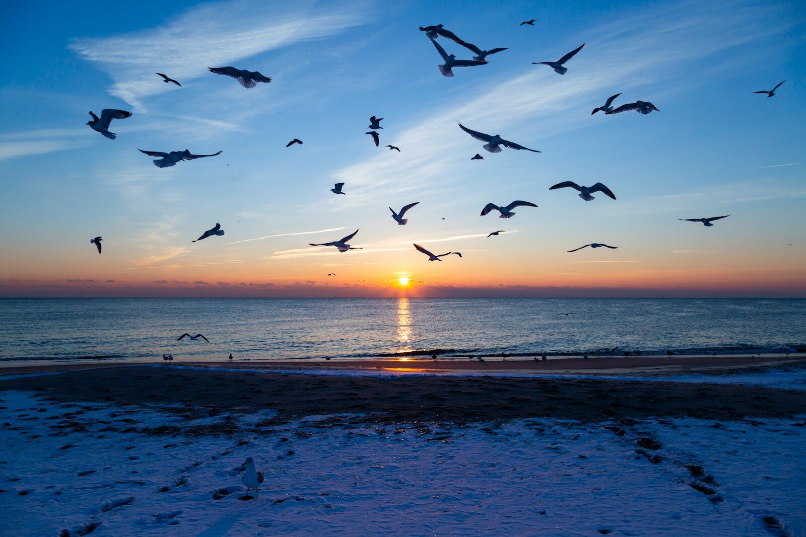 Birds fly over the ocean at sunset.